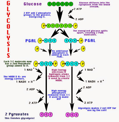 BIOLOGI: GLIKOLISIS