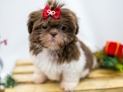 Nomes para shih tzu fêmea