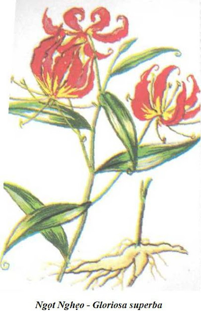 Hình vẽ màu Ngọt Nghẻo (Ngọt Nghẹo) - Gloriosa superba - Nguyên liệu làm thuốc Có Chất Độc