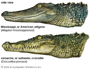  Alligator Vs. Crocodile