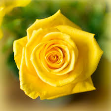 Hd Images Of Yellow Rose 4