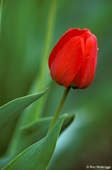 red-tulip