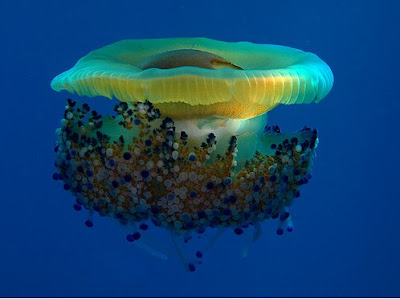 Beautiful Underwater Stunning Photos