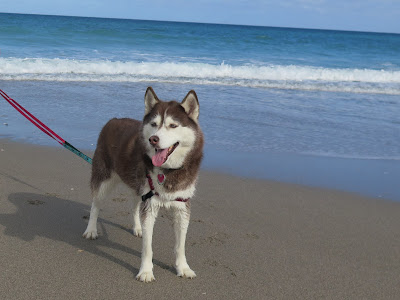 Dog friendly beaches in Florida; Juno Beach, Jupiter beaches, Dog beaches