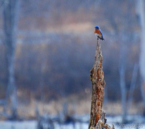 3. bluebird at bog-kab