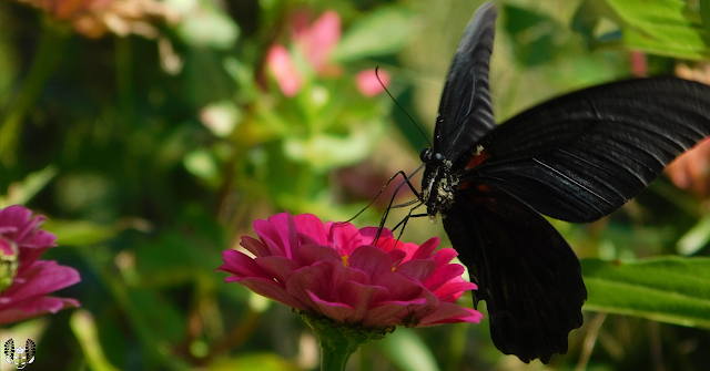 ナガサキアゲハ(長崎揚羽) Papilio memnon & ジニア(百日草) Zinnia