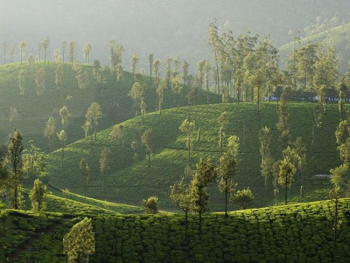 Munnar Hill Station Kerala - Beautiful Photos Part II...