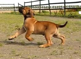 Boerboel pup