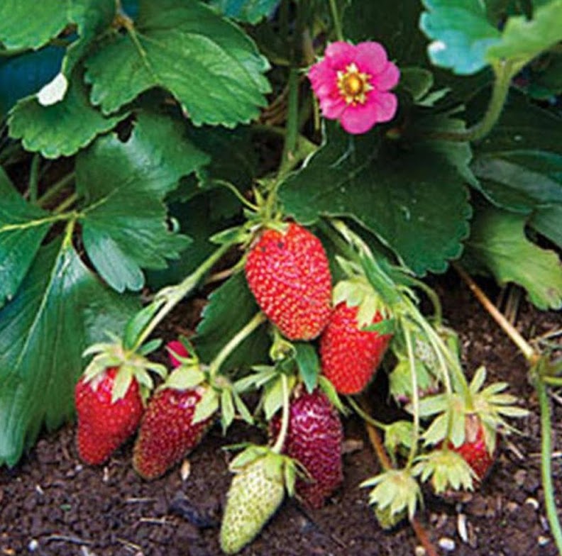 tanaman strawberry bibit buah merlan cepat cepat berbuah Aceh