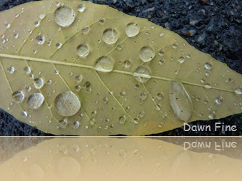 leafy walk_013