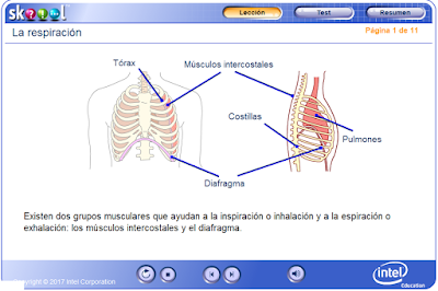 http://ww2.educarchile.cl/UserFiles/P0024/File/skoool/European_Spanish/Junior_Cycle_Level_1/biology/breathing/index.html