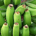 Green Banana Benefits পাকা কলার মতই আপনাকে সুস্থ রাখবে কাঁচা কলাও,জেনে নিন উপকারের ফর্দ 