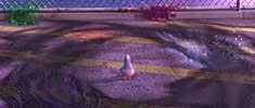 24 le pigeon