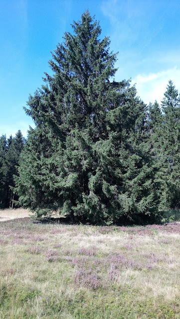 Sauerland wandern Wetter Willingen Winterberg Hochheide