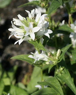 Campanule agglomérée à fleurs blanches - Campanula glomerata 'Alba'