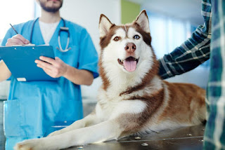 pet clinic Dutchess County, NY