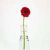 Vase With Flowers