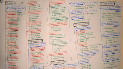 antiepileptics, drugs for congestive heart failure, antiarrhythmics, antianginal drugs, antihyperlipidemic drugs