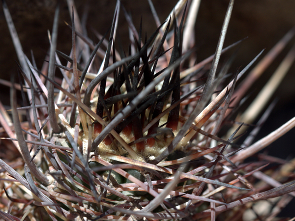 xuong-rong-austrocactus-bertinii