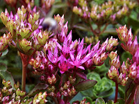 Седум Очиток Sedum garden сад tree дерево plant цветок flower растение grow выращивание vegetable огород многолетние fruit seeds grass семена berry growing landscaping трава planting gardening perennial посадка cultivation shrub фрукт ягода куст озеленение многолетник овощеводство cадоводство