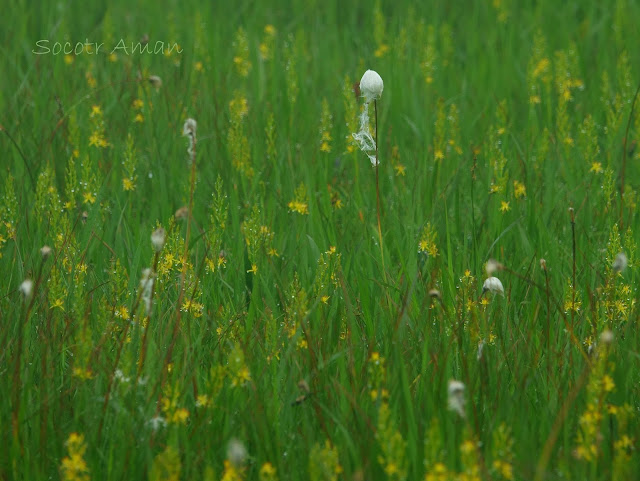 Eriophorum vaginatum