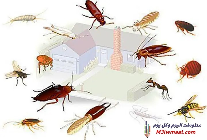 كيفية التخلص من الحشرات الزاحفة في المنزل