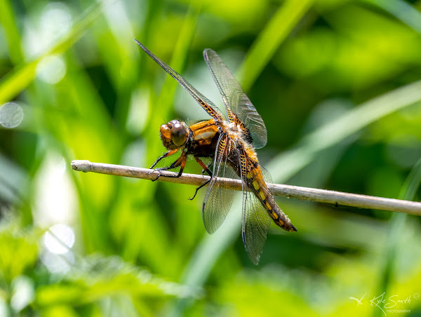 Broad-bodied chaser