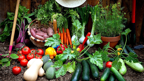 When To Plant Vegetable Garden