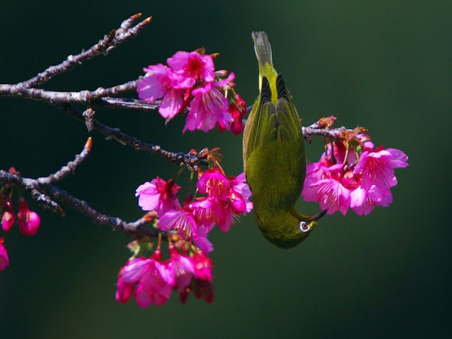 Pleci