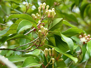 Giroflier - Syzygium aromaticum - Clou de Girofle