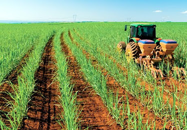 TECNIFICACION DEL CULTIVO DE CAÑA