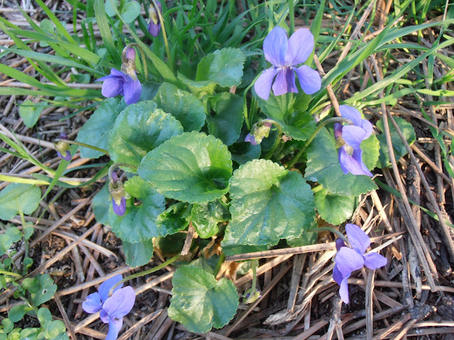 VIOLETA: Viola odorata