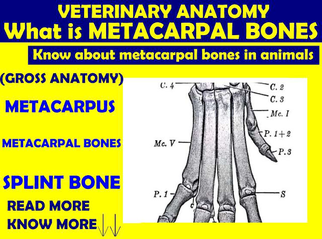 metacarpus bone