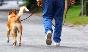 dog training dog walking weston florida