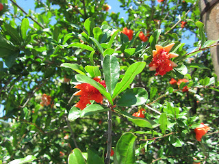 pomegranate flower