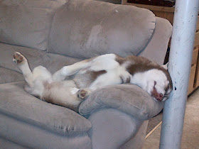 Cute dogs - part 3 (50 pics), husky sleeping on couch