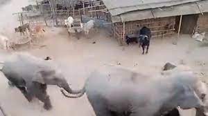 O Grito Do Bicho Elefantes Selvagens Invadem E Destroem Aldeia Na Ndia