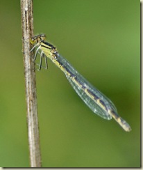 female damsel 7