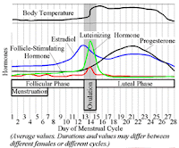 hormone surges during your menstrual cycle