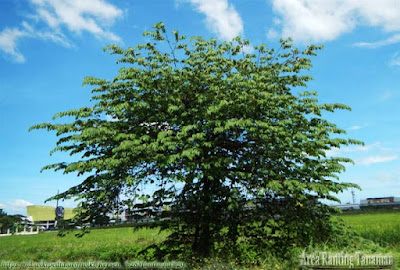 Kersen (Muntingia calabura)