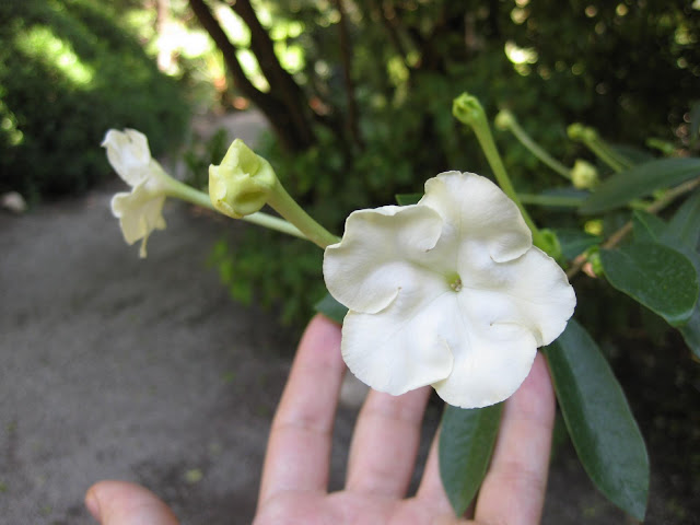 Brunfelsia lactea