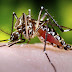 Piauí reduz em 63% os casos de dengue