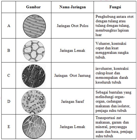 Perhatikan tabel jaringan  hewan  berikut ini Hubungan yang  