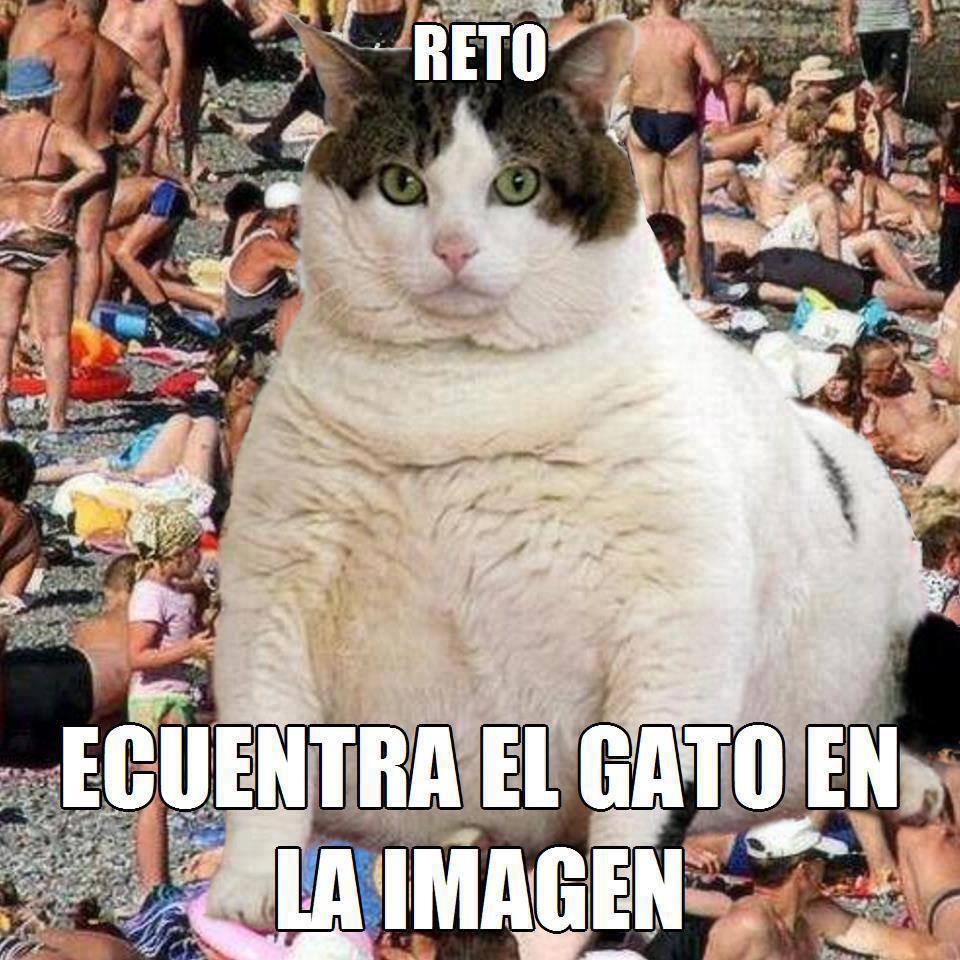 Imagenes Chistosas 489 Encuentra El Gato MundoChistosoCom