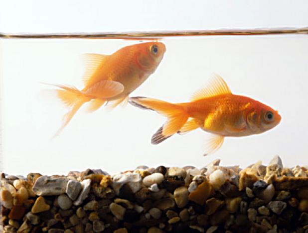 goldfish eggs in pond. how do goldfish eggs look