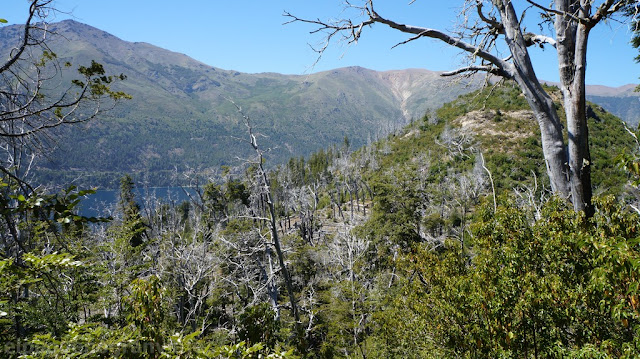 trekking refugio frey, lago gutierrez, bosque quemado  