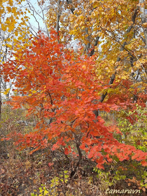 Клён ложнозибольдов (Acer pseudosieboldianum)