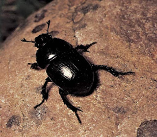 Top 16 Interesting Facts about Dung Beetles