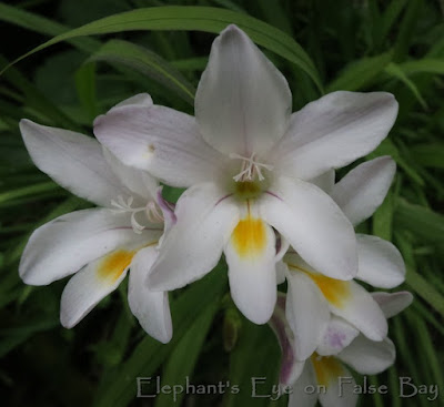 Freesia alba