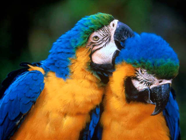 Best & Colourful Birds Wallpapers